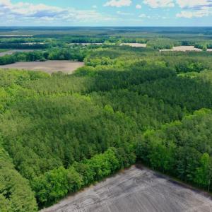 Photo #10 of SOLD property in Off Wilcox Lane, Vanceboro, NC 57.8 acres