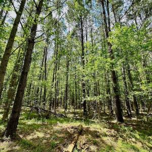Photo #41 of SOLD property in Off Wilcox Lane, Vanceboro, NC 57.8 acres