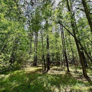 Photo #43 of SOLD property in Off Wilcox Lane, Vanceboro, NC 57.8 acres