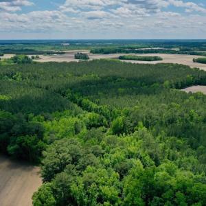 Photo #49 of SOLD property in Off Wilcox Lane, Vanceboro, NC 57.8 acres