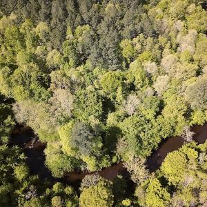 Photo #8 of SOLD property in Off Hobbs Rd., Emporia, VA 70.0 acres