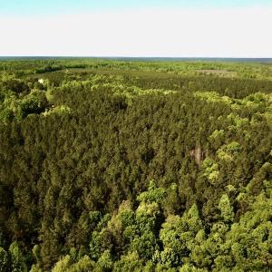 Photo #10 of SOLD property in Off Hobbs Rd., Emporia, VA 70.0 acres