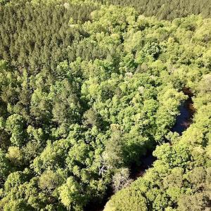 Photo #11 of SOLD property in Off Hobbs Rd., Emporia, VA 70.0 acres