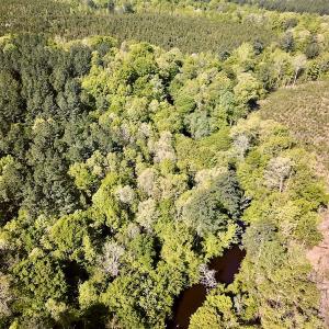 Photo #12 of SOLD property in Off Hobbs Rd., Emporia, VA 70.0 acres