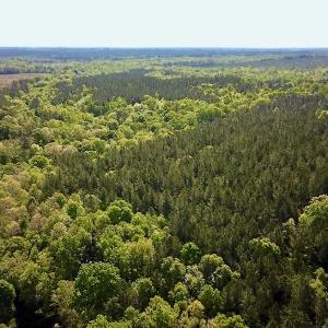 Photo #13 of SOLD property in Off Hobbs Rd., Emporia, VA 70.0 acres