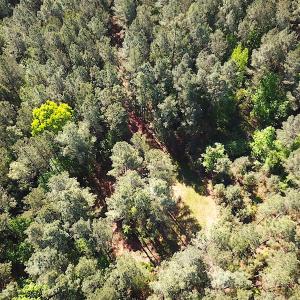 Photo #14 of SOLD property in Off Hobbs Rd., Emporia, VA 70.0 acres