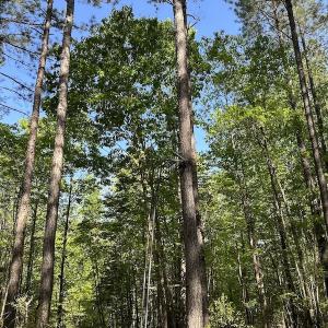 Photo #16 of SOLD property in Off Hobbs Rd., Emporia, VA 70.0 acres