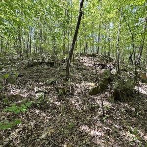 Photo #18 of SOLD property in Off Hobbs Rd., Emporia, VA 70.0 acres