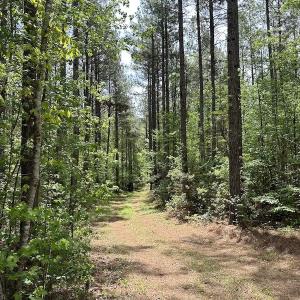 Photo #19 of SOLD property in Off Hobbs Rd., Emporia, VA 70.0 acres