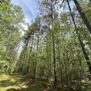 Photo #25 of SOLD property in Off Hobbs Rd., Emporia, VA 70.0 acres