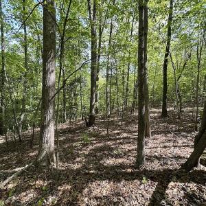 Photo #26 of SOLD property in Off Hobbs Rd., Emporia, VA 70.0 acres