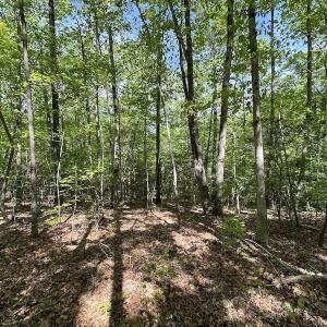 Photo #27 of SOLD property in Off Hobbs Rd., Emporia, VA 70.0 acres
