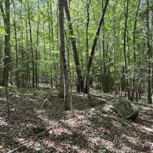 Photo #29 of SOLD property in Off Hobbs Rd., Emporia, VA 70.0 acres