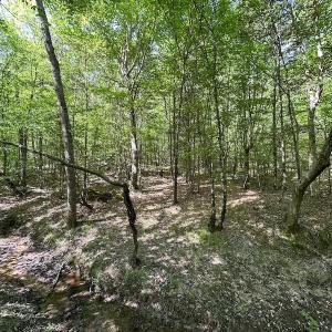 Photo #31 of SOLD property in Off Hobbs Rd., Emporia, VA 70.0 acres