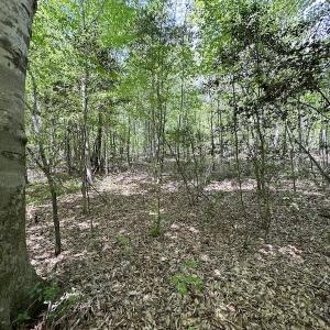 Photo #32 of SOLD property in Off Hobbs Rd., Emporia, VA 70.0 acres