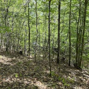 Photo #34 of SOLD property in Off Hobbs Rd., Emporia, VA 70.0 acres