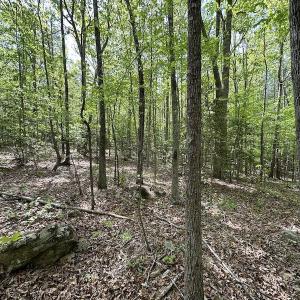 Photo #35 of SOLD property in Off Hobbs Rd., Emporia, VA 70.0 acres