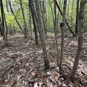 Photo #36 of SOLD property in Off Hobbs Rd., Emporia, VA 70.0 acres