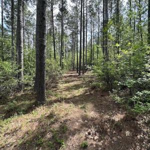 Photo #37 of SOLD property in Off Hobbs Rd., Emporia, VA 70.0 acres