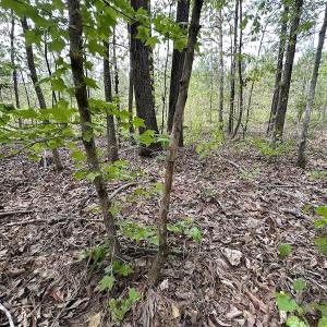 Photo #44 of SOLD property in Off Hobbs Rd., Emporia, VA 70.0 acres