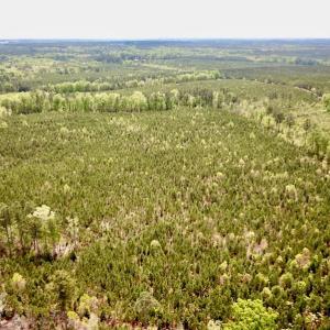 Photo #8 of SOLD property in Off Doyles Lake Rd, Emporia, VA 74.3 acres