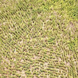 Photo #10 of SOLD property in Off Doyles Lake Rd, Emporia, VA 74.3 acres