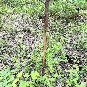 Photo #11 of SOLD property in Off Doyles Lake Rd, Emporia, VA 74.3 acres