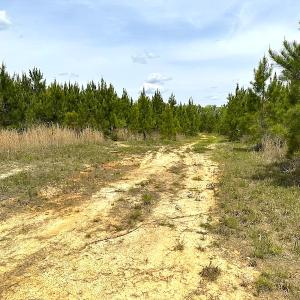 Photo #12 of SOLD property in Off Doyles Lake Rd, Emporia, VA 74.3 acres
