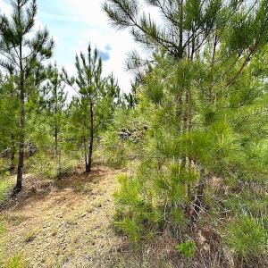 Photo #14 of SOLD property in Off Doyles Lake Rd, Emporia, VA 74.3 acres