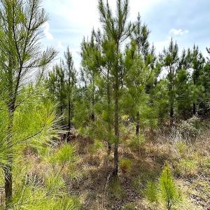 Photo #15 of SOLD property in Off Doyles Lake Rd, Emporia, VA 74.3 acres