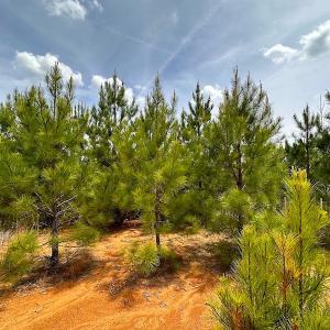 Photo #16 of SOLD property in Off Doyles Lake Rd, Emporia, VA 74.3 acres