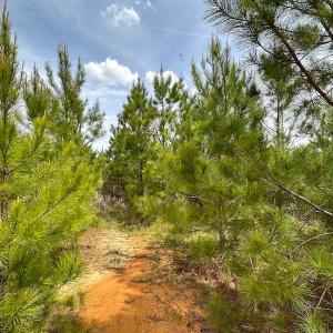 Photo #17 of SOLD property in Off Doyles Lake Rd, Emporia, VA 74.3 acres