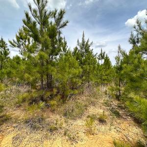 Photo #18 of SOLD property in Off Doyles Lake Rd, Emporia, VA 74.3 acres