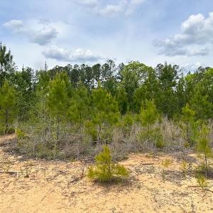 Photo #19 of SOLD property in Off Doyles Lake Rd, Emporia, VA 74.3 acres