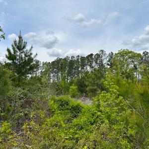 Photo #20 of SOLD property in Off Doyles Lake Rd, Emporia, VA 74.3 acres