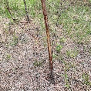 Photo #21 of SOLD property in Off Doyles Lake Rd, Emporia, VA 74.3 acres