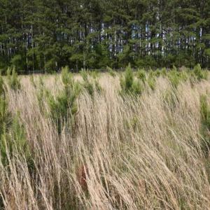 Photo #8 of SOLD property in Off Holland Road, Greenville, NC 20.0 acres