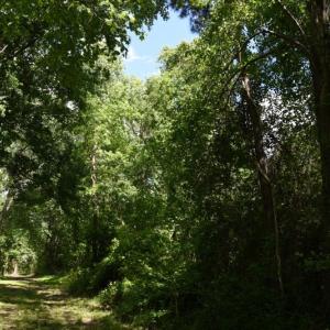 Photo #11 of SOLD property in Off Holland Road, Greenville, NC 20.0 acres