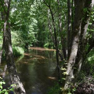 Photo #12 of SOLD property in Off Holland Road, Greenville, NC 20.0 acres