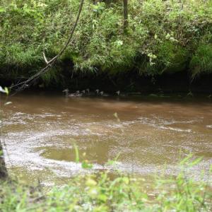 Photo #17 of SOLD property in Off Holland Road, Greenville, NC 20.0 acres
