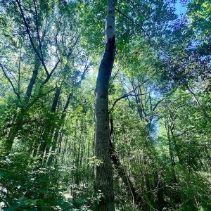 Photo #12 of SOLD property in Off Agora Lane, Louisburg, NC 6.0 acres