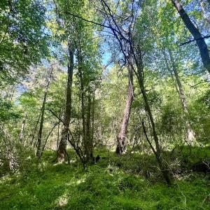 Photo #13 of SOLD property in Off Agora Lane, Louisburg, NC 6.0 acres