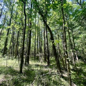 Photo #17 of SOLD property in Off Agora Lane, Louisburg, NC 6.0 acres