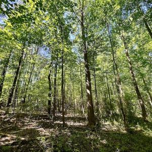 Photo #18 of SOLD property in Off Agora Lane, Louisburg, NC 6.0 acres