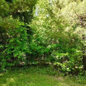 Photo #23 of SOLD property in Off Agora Lane, Louisburg, NC 6.0 acres