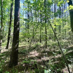 Photo #7 of SOLD property in Off Agora Lane, Louisburg, NC 6.0 acres