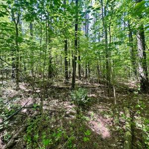Photo #8 of SOLD property in Off Agora Lane, Louisburg, NC 6.0 acres