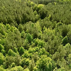 Photo #9 of SOLD property in Off Agora Lane, Louisburg, NC 6.0 acres