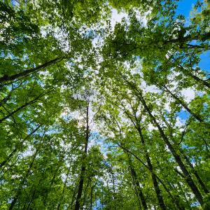 Photo #35 of SOLD property in NC HWY 700, Pelham, NC 14.2 acres