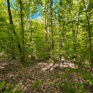 Photo #45 of NC HWY 700, Pelham, NC 14.2 acres